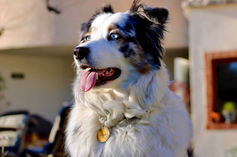 Portrait d'un Berger Australien