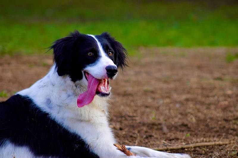Border Collie au repos