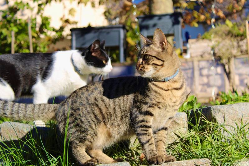 Deux chats au jardin