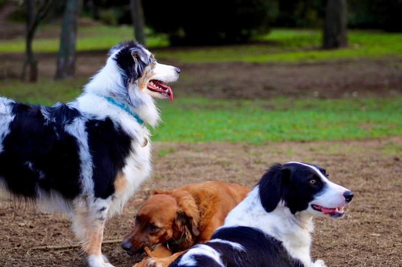 Trois chiens en balade